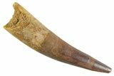 Fossil Spinosaurus Tooth - Real Dinosaur Tooth #347185-1